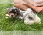 Small Mutt