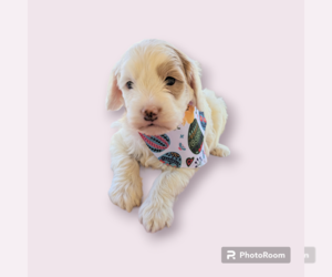 Cavapoo-Poodle (Toy) Mix Puppy for sale in SACRAMENTO, CA, USA