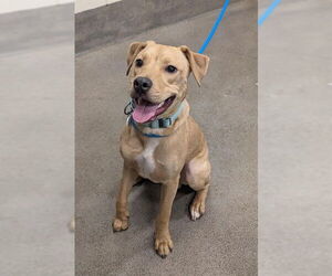 Labrador Retriever-Unknown Mix Dogs for adoption in Forestville, MD, USA