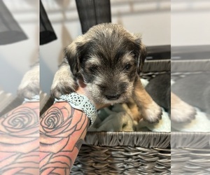 Schnauzer (Miniature) Puppy for sale in WHITE OAK, GA, USA
