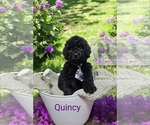 Puppy Quincy Poodle (Standard)