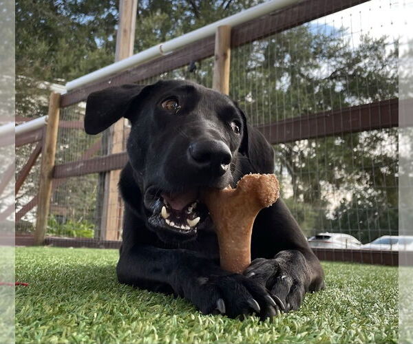 Medium Photo #4 Labrador Retriever-Unknown Mix Puppy For Sale in oakland, FL, USA