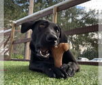 Small #3 Labrador Retriever Mix