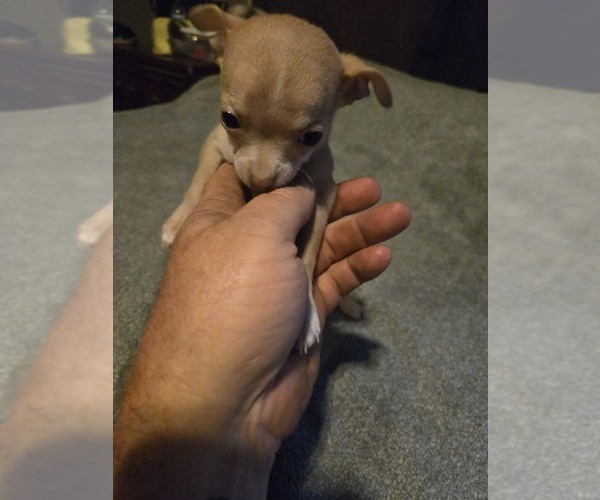 Medium Photo #6 Taco Terrier Puppy For Sale in NANJEMOY, MD, USA