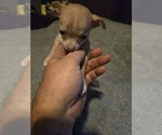 Small #5 Taco Terrier