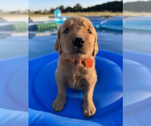 Golden Retriever Dog for Adoption in MONETT, Missouri USA