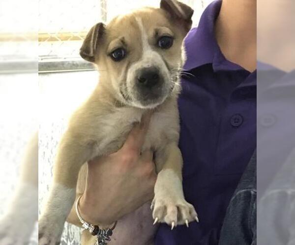 Medium Photo #1 Labrador Retriever-Unknown Mix Puppy For Sale in Conroe, TX, USA