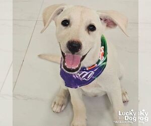 Australian Shepherd-Unknown Mix Dogs for adoption in Washington, DC, USA