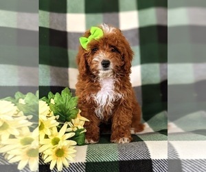 Cavapoo Puppy for sale in NEW PROVIDENCE, PA, USA