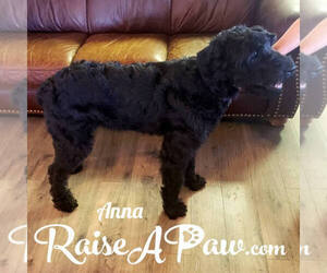 Mother of the Schnoodle (Giant) puppies born on 03/10/2020
