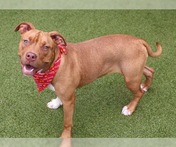 Medium Photo #8 American Pit Bull Terrier-Unknown Mix Puppy For Sale in Rockaway, NJ, USA
