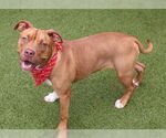 Small #7 American Pit Bull Terrier Mix