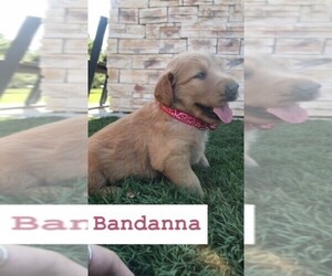 Golden Retriever Puppy for sale in ELWOOD, TX, USA
