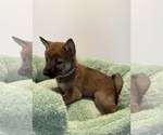 Puppy Purple Shiba Inu