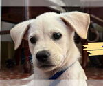 Small Photo #2 Labrador Retriever-Unknown Mix Puppy For Sale in Jefferson, NJ, USA