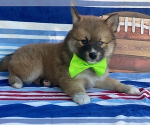 Medium Pomsky-Shiba Inu Mix