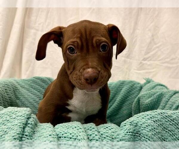 Medium Photo #1 American Bulldog-Unknown Mix Puppy For Sale in Santa Rosa, CA, USA