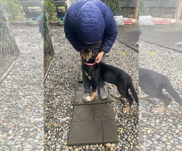 Medium Photo #8 German Shepherd Dog Puppy For Sale in Seattle, WA, USA