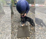 Small #7 German Shepherd Dog
