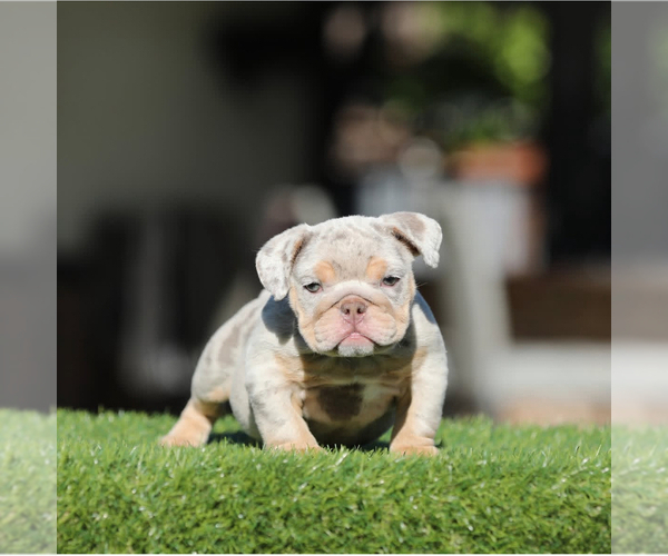 Medium Photo #2 English Bulldog Puppy For Sale in SANTA BARBARA, CA, USA