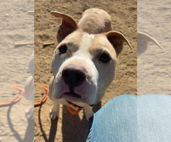 Medium Photo #2 Mutt Puppy For Sale in Incline Village, NV, USA