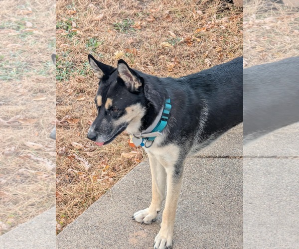 Medium Photo #3 Huskies -Unknown Mix Puppy For Sale in Minneapolis, MN, USA