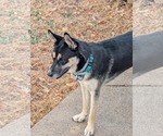 Small #2 Huskies  Mix