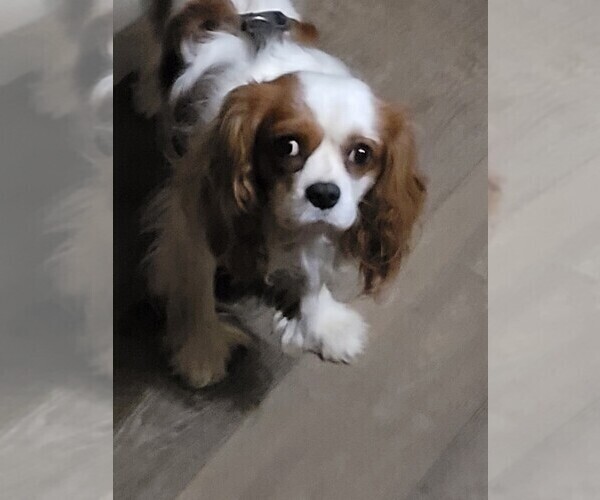 Medium Photo #1 Cavalier King Charles Spaniel Puppy For Sale in BATESVILLE, AR, USA