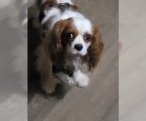 Father of the Cavalier King Charles Spaniel puppies born on 05/16/2025