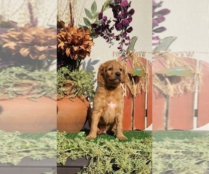 Goldendoodle Puppy for sale in MORENO VALLEY, CA, USA