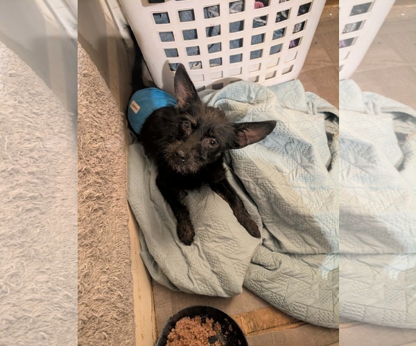 Medium Photo #3 Chihuahua-Unknown Mix Puppy For Sale in Grafton, WI, USA