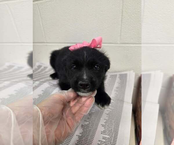 Medium Photo #1 Dachshund-Unknown Mix Puppy For Sale in SHERBURNE, NY, USA