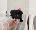 Small Dachshund Mix