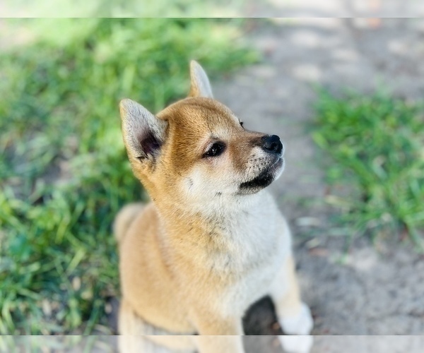 Medium Photo #32 Shiba Inu Puppy For Sale in FREMONT, CA, USA