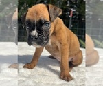 AKC Austin - Male Boxer Puppy for Sale - Photo #5