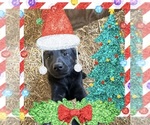 Puppy Puppy 2 Labrador Retriever