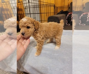 Poodle (Miniature) Puppy for sale in SALEM, MO, USA