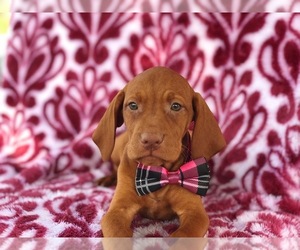 Vizsla Puppy for sale in KIRKWOOD, PA, USA