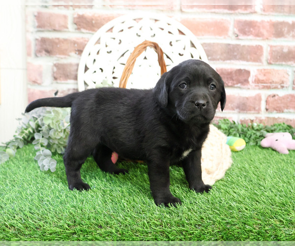 Medium Photo #4 Labrador Retriever Puppy For Sale in SYRACUSE, IN, USA