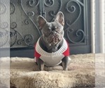 Small Photo #1 French Bulldog Puppy For Sale in CHARLOTTE, NC, USA