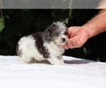 Small #3 Goldendoodle (Miniature)