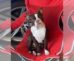 Small Photo #1 Boston Terrier Puppy For Sale in NEWBURGH, IN, USA
