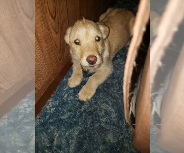 Medium Photo #3 Labrador Retriever-Unknown Mix Puppy For Sale in Aurora, IN, USA