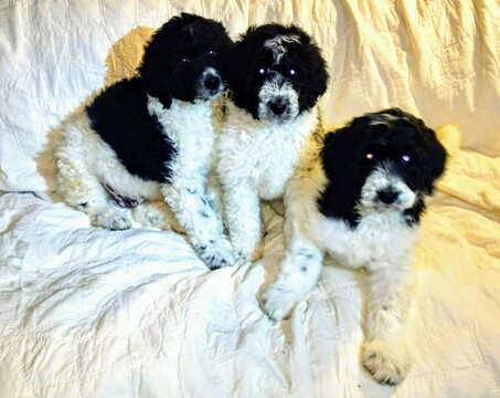 Medium Photo #1 Pyredoodle Puppy For Sale in VERGENNES, IL, USA