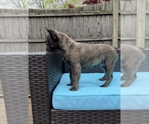 French Bulldog Puppy for sale in BROOKLYN, NY, USA