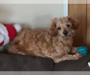 Poodle (Miniature)-Unknown Mix Dogs for adoption in Lexington Park, MD, USA