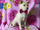 Small Photo #8 Pom-Shi Puppy For Sale in HONEY BROOK, PA, USA