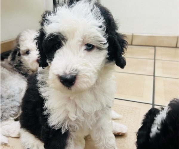 Medium Photo #5 Sheepadoodle Puppy For Sale in HUNTINGTON BEACH, CA, USA