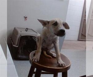 German Shepherd Dog-Unknown Mix Dogs for adoption in Pasadena, TX, USA