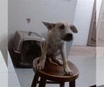 Small German Shepherd Dog Mix